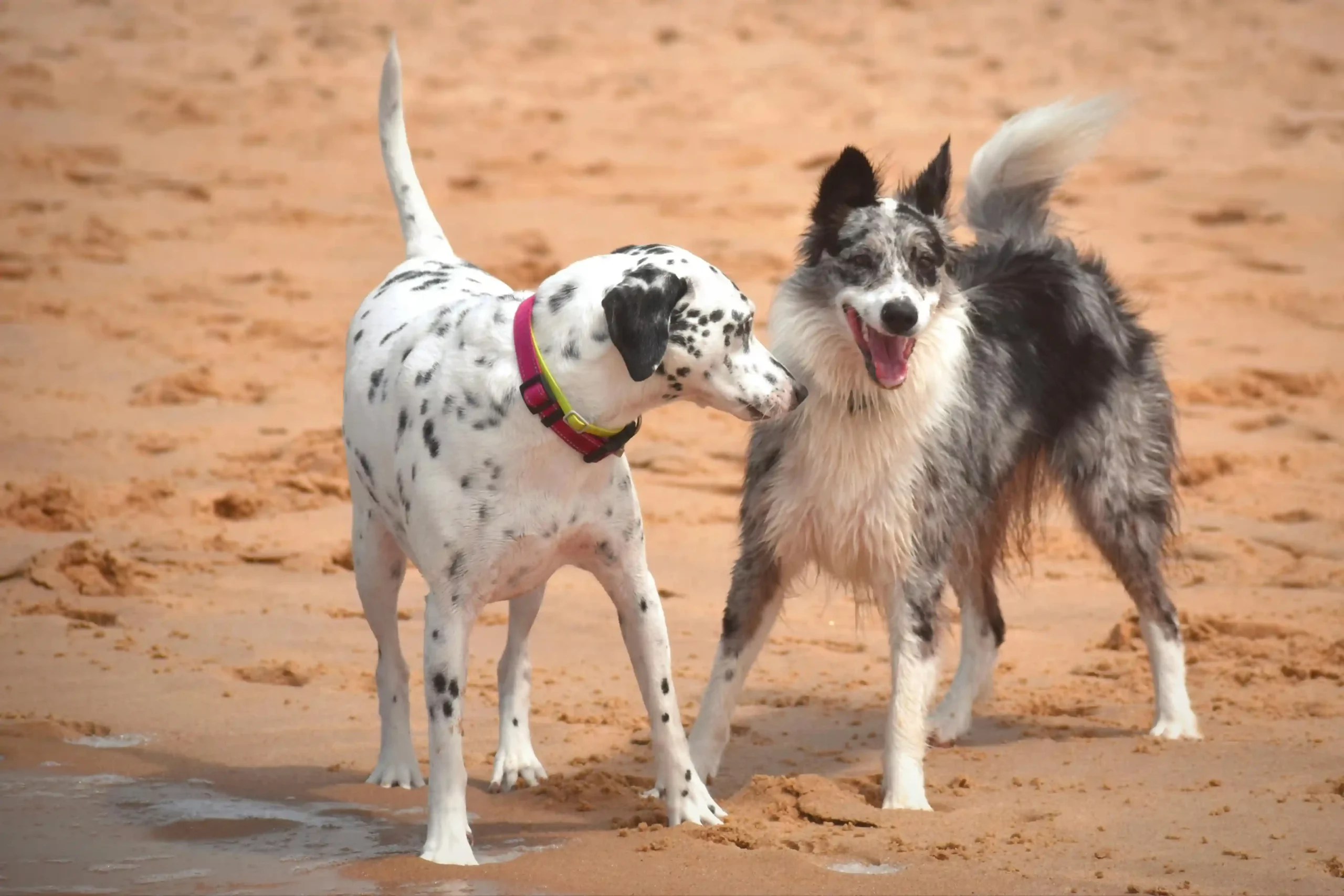 Dog resort familial le val