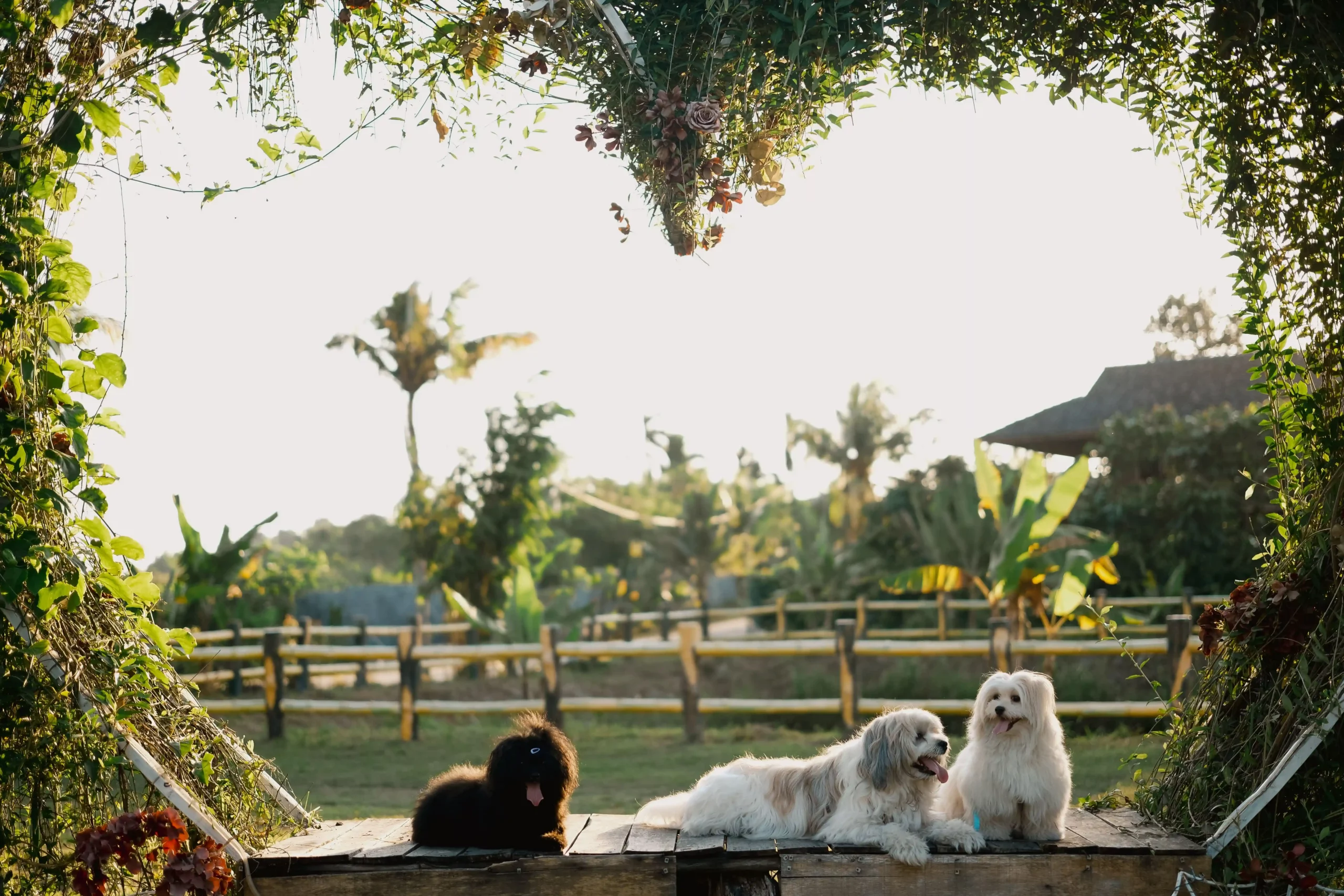 Dog resort familial luxe