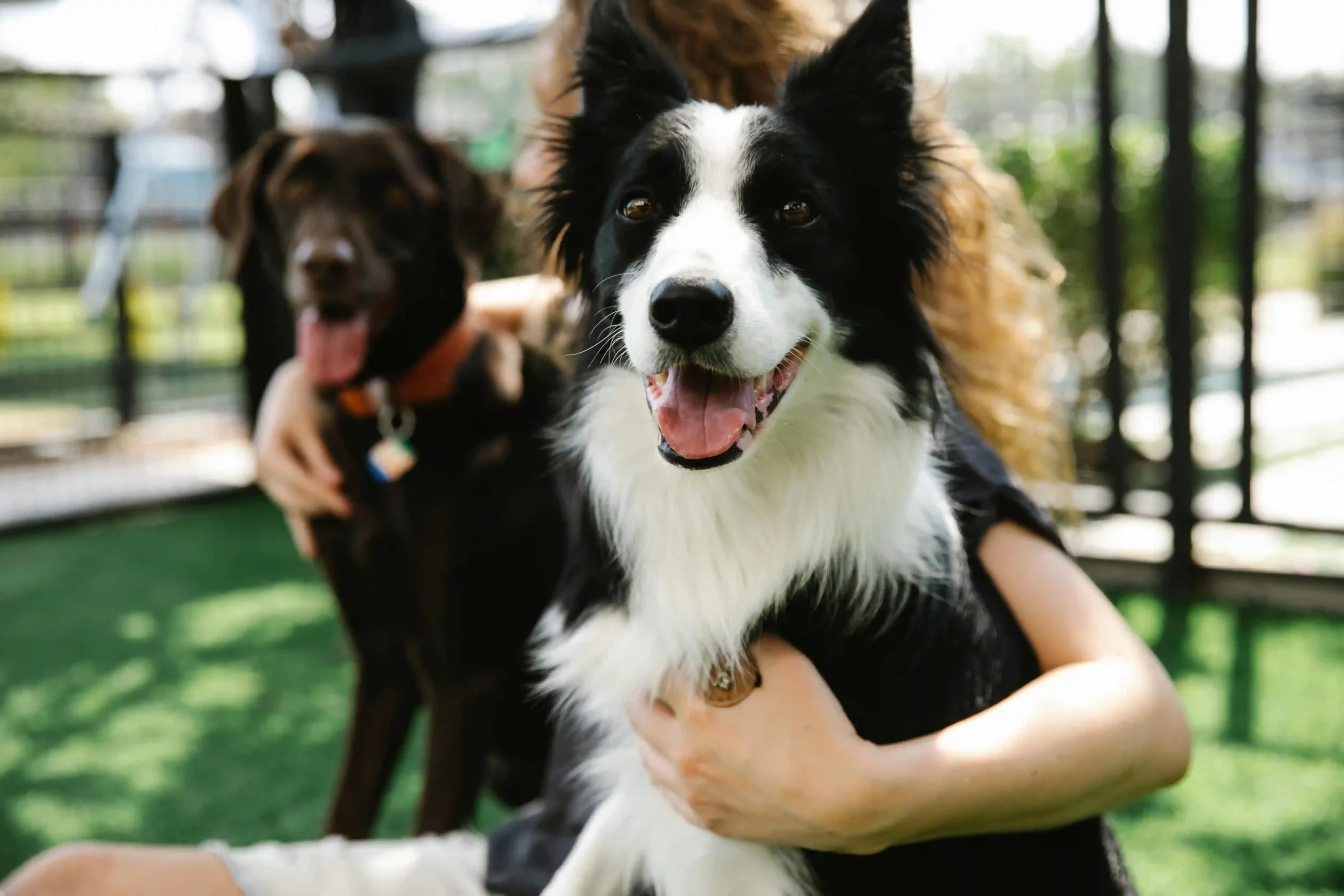 Dog resort familial saint maxime