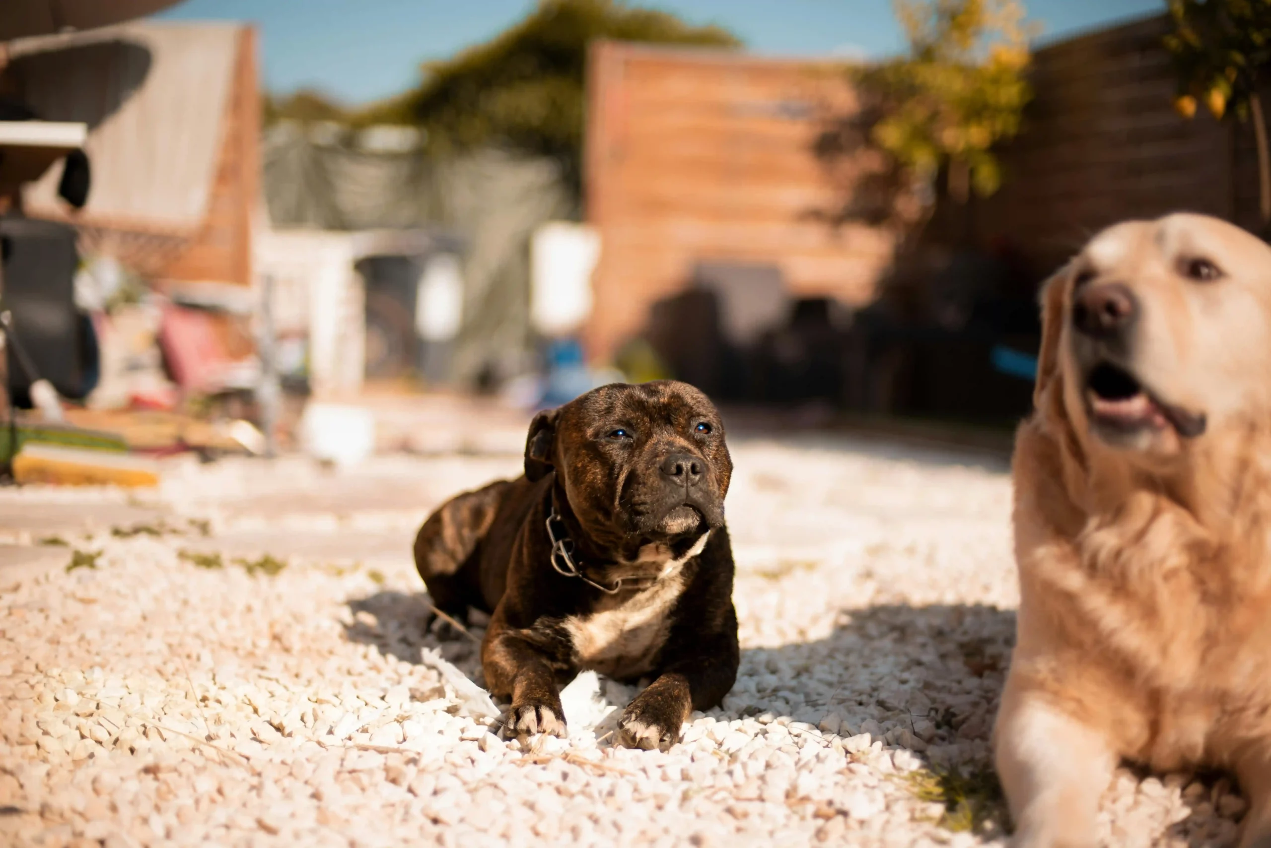 Dog resort familial saint-raphael