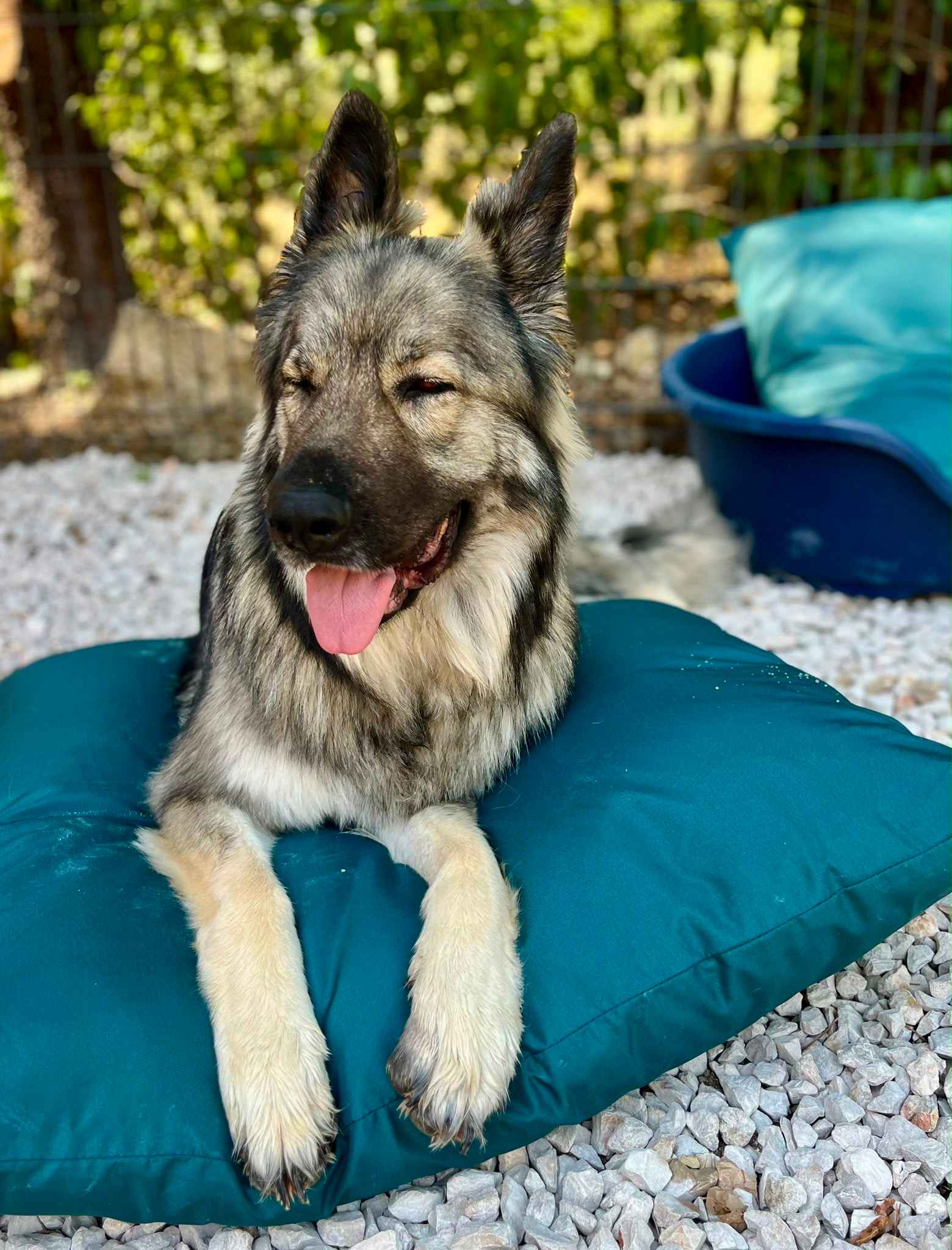 Espace de vie confortable et sécurisé de la pension canine Chez Vaya au Val