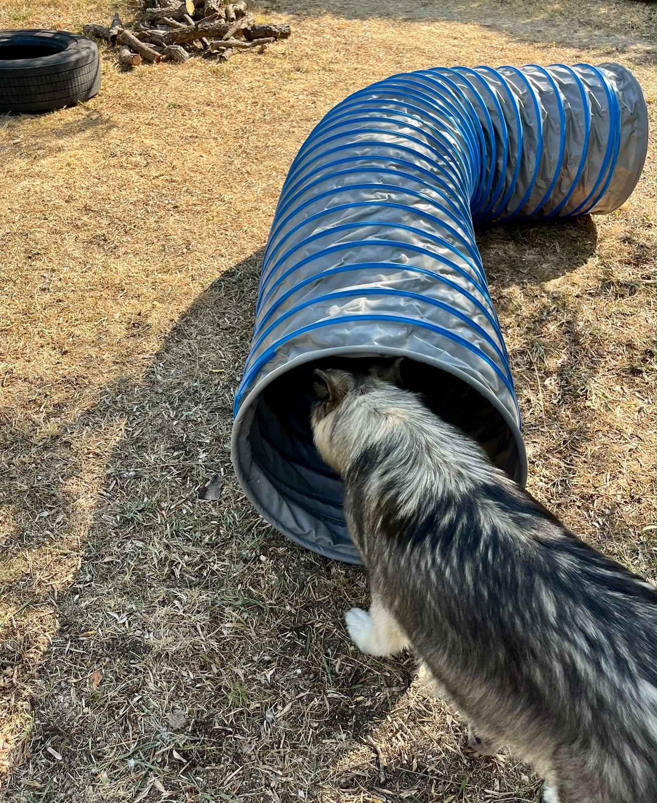 Chien évoluant dans un espace sécurisé de la pension canine Chez Vaya au Val