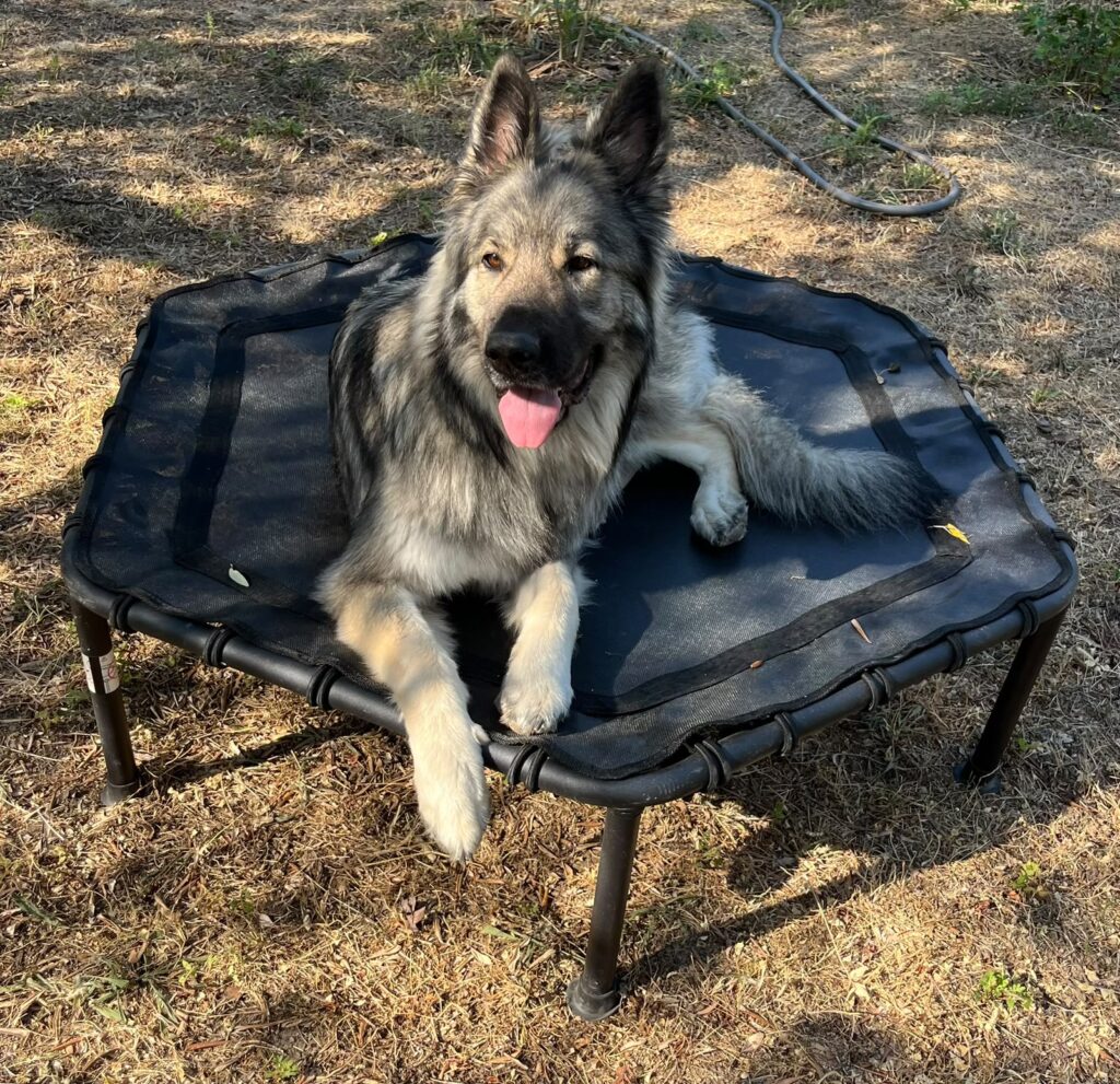 Présentation de Chez Vaya pension canine et Dog Resort situé au Val dans le Var