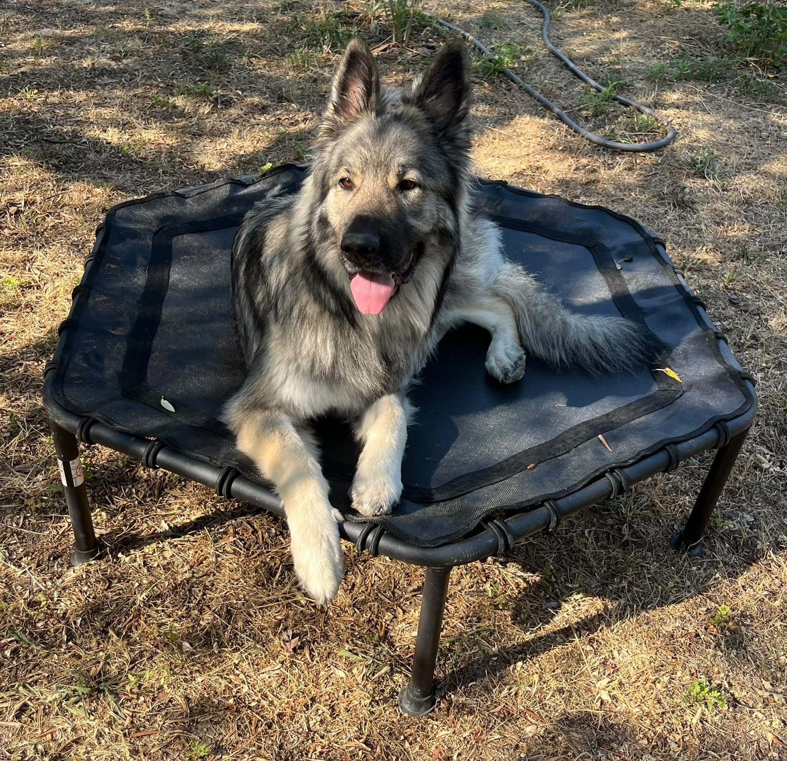 Présentation de Chez Vaya pension canine et Dog Resort situé au Val dans le Var