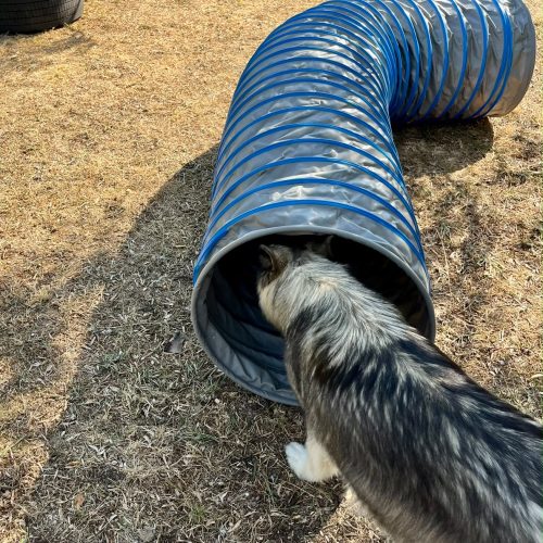 Chien évoluant dans un espace sécurisé de la pension canine Chez Vaya au Val