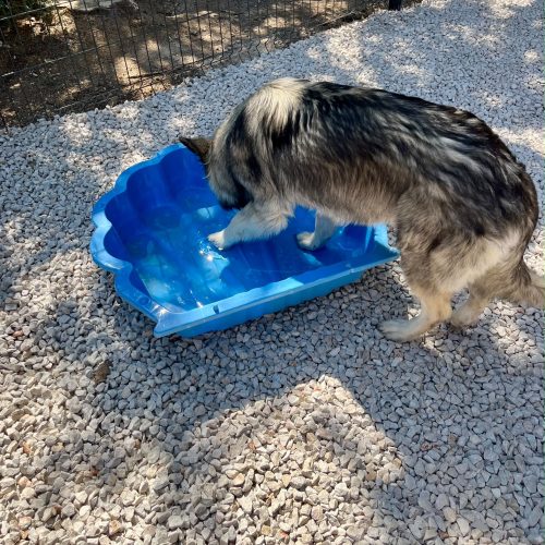 Hébergement confortable pour chien dans la pension canine Chez Vaya au Val